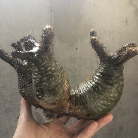 pachypodium gracilius  3頭 002