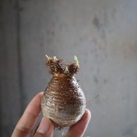 pachypodium gracilius  050