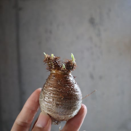 pachypodium gracilius  050