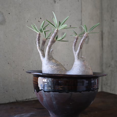 pachypodium gracilius  分頭 033