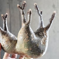 pachypodium gracilius  分頭 018