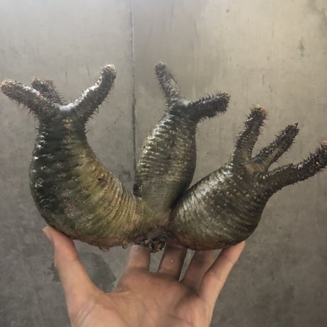 pachypodium gracilius  3頭 002