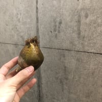 pachypodium gracilius  113