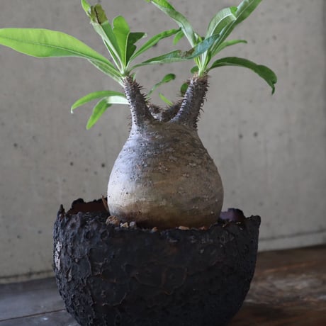 pachypodium gracilius  077