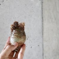 pachypodium gracilius 011