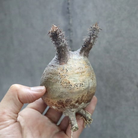 pachypodium gracilius 003