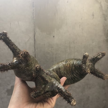 pachypodium gracilius  3頭 002