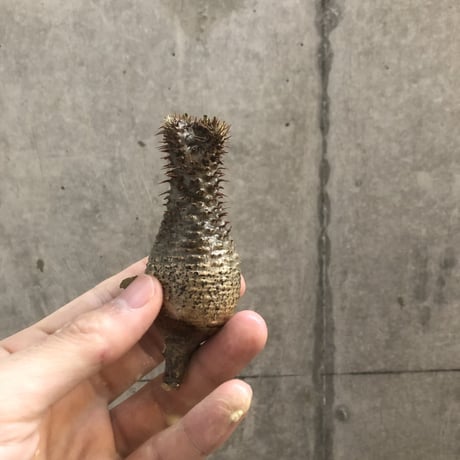 pachypodium gracilius  crest 300