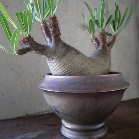 pachypodium gracilius  分頭 035