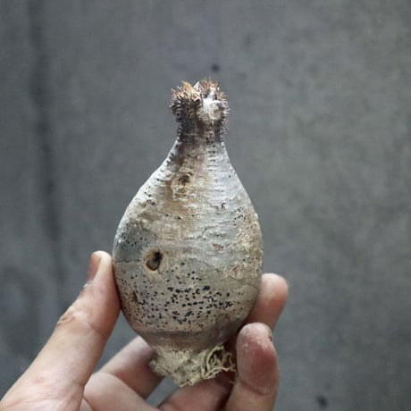 pachypodium gracilius  015