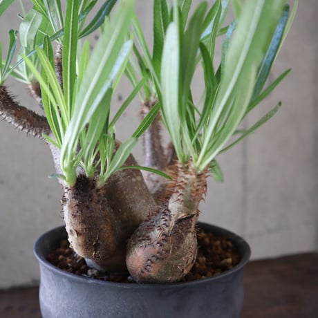 pachypodium gracilius  分頭 030