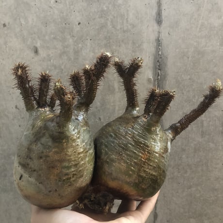 pachypodium gracilius  2頭  202
