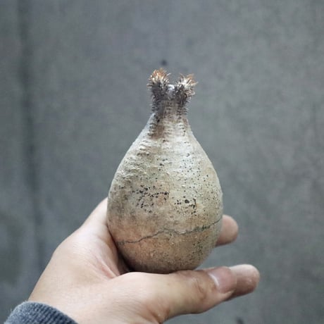 pachypodium gracilius  015