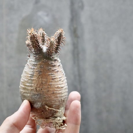 pachypodium gracilius  029