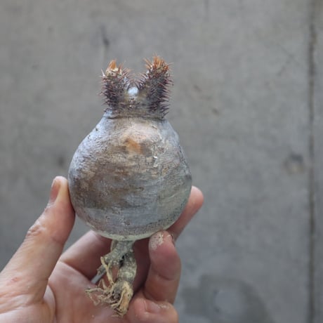 pachypodium gracilius  019