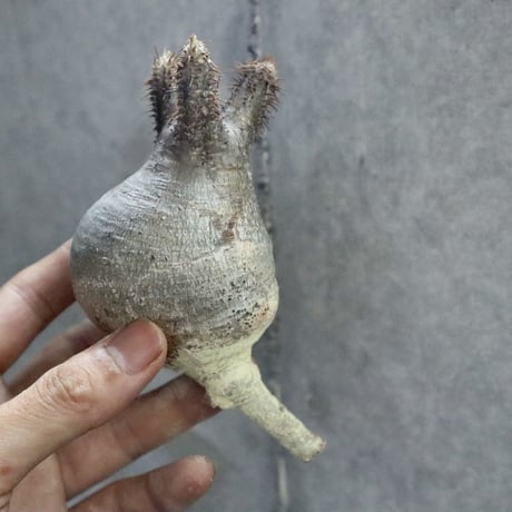 pachypodium gracilius  009