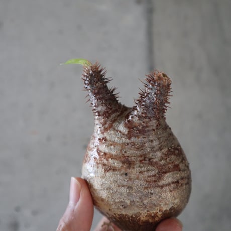 pachypodium gracilius  056