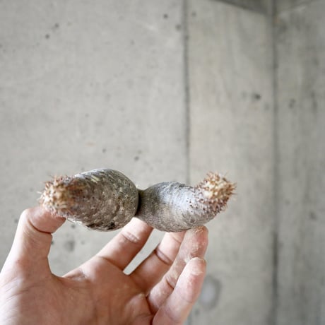 pachypodium gracilius  分頭005