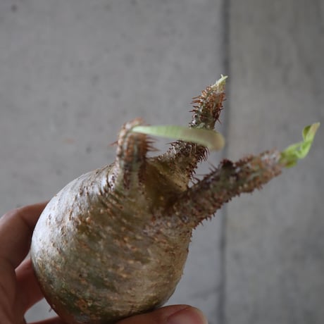 pachypodium gracilius  053