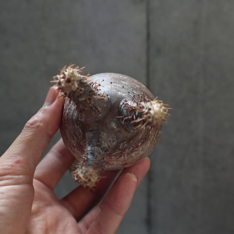 pachypodium gracilius  024