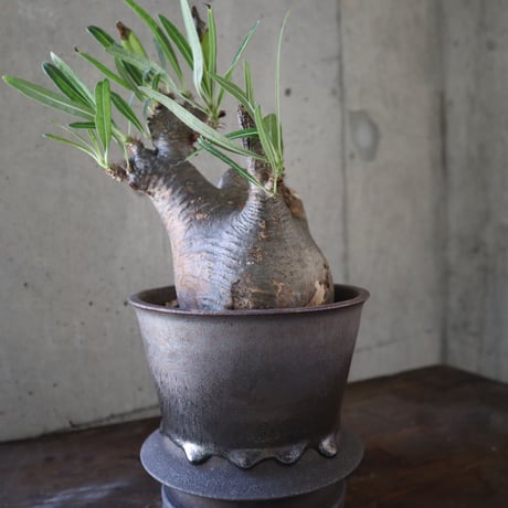 pachypodium gracilius   crest 021