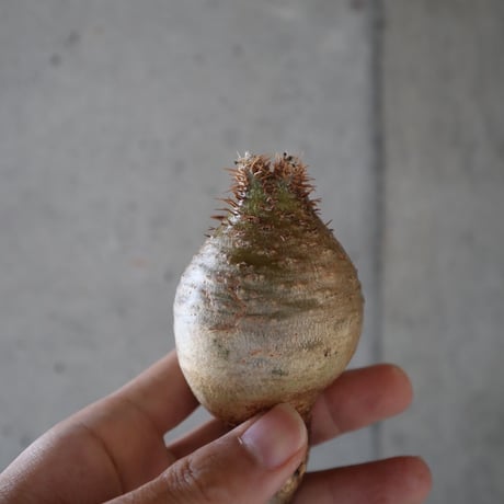 pachypodium gracilius  057