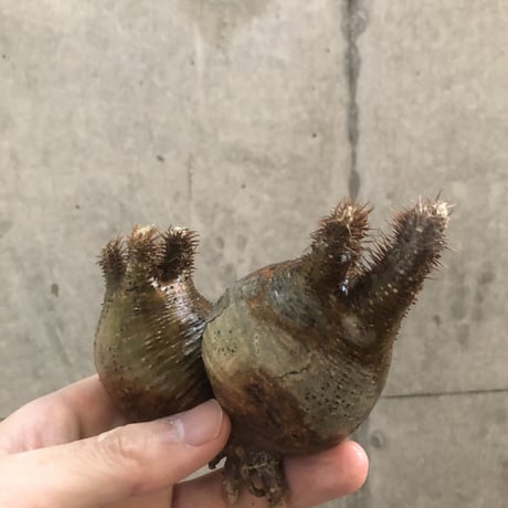 pachypodium gracilius  2頭  205