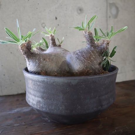 pachypodium gracilius  分頭 031