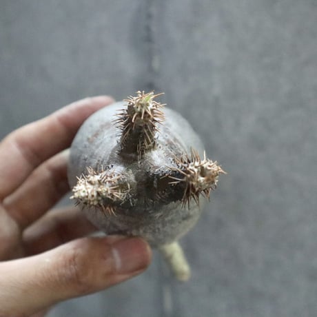 pachypodium gracilius  009