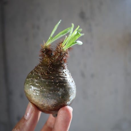 pachypodium gracilius  047