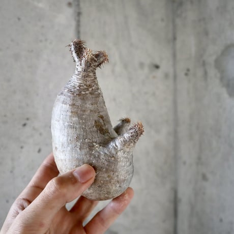 pachypodium gracilius 分頭  007