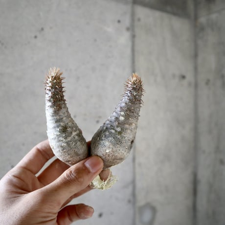 pachypodium gracilius  分頭005