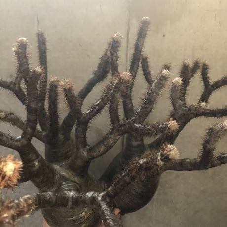 pachypodium gracilius  3頭