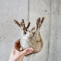 pachypodium gracilius  crest 004