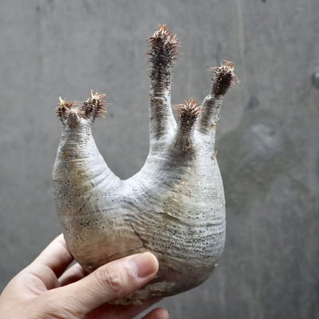 pachypodium gracilius  分頭 016