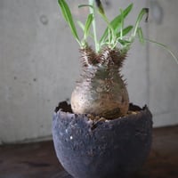 pachypodium gracilius  076