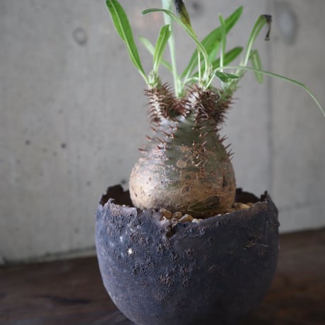 pachypodium gracilius  076