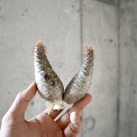 pachypodium gracilius  分頭005