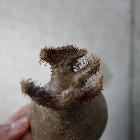 pachypodium gracilius   crest  008