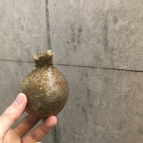 pachypodium gracilius  115