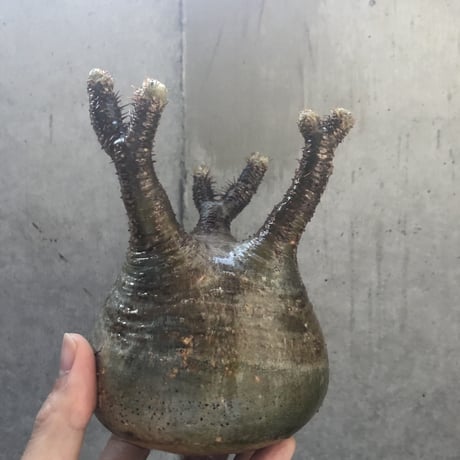 pachypodium gracilius  001