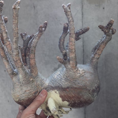 pachypodium gracilius  分頭 027