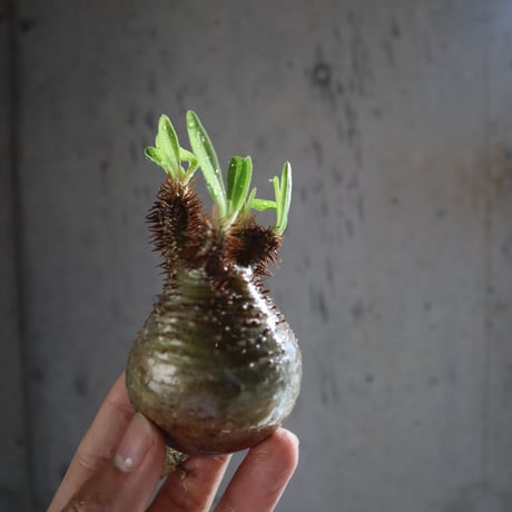 pachypodium gracilius  047