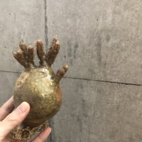 pachypodium gracilius  117