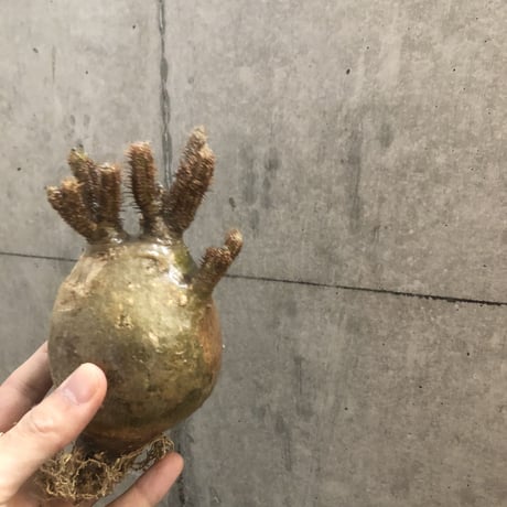 pachypodium gracilius  117