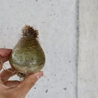 pachypodium gracilius  001