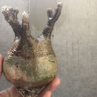 pachypodium gracilius  001