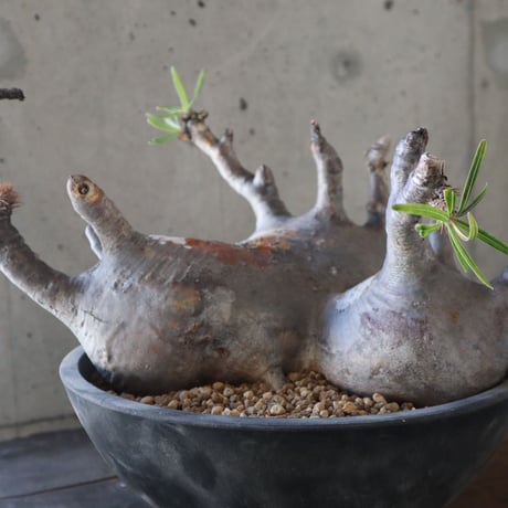 pachypodium gracilius  分頭 038