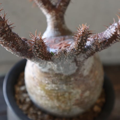 pachypodium gracilius   crest 023