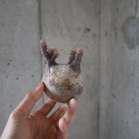 pachypodium gracilius  028